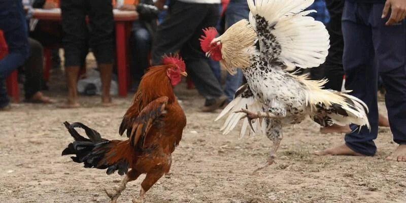 Đá Gà Cựa Sắt - Tìm Hiểu Chi Tiết Luật Tham Gia Trên kubet11 net 1 đá gà cựa sắt