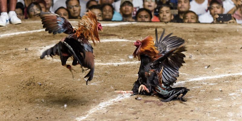 Đá Gà Cựa Sắt - Tìm Hiểu Chi Tiết Luật Tham Gia Trên kubet11 net 2 Những đặc điểm chung về đá gà cựa sắt