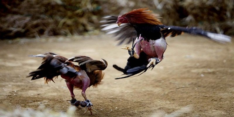 Sảnh đá gà kubet11 net dung cấp cho hội viên nhiều ưu đãi khủng
