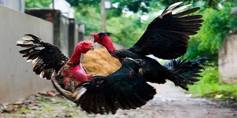 Cách Chữa Gà Bị Đá Mù Mắt - Thủ Thuật Chữa Hay Từ kubet11 net 3 Cách ly gà đá bị thương ra khỏi đàn để tránh lây chéo